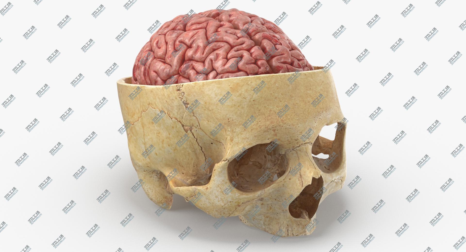 images/goods_img/202104023/Real Human Skull Cranial 02 Cut With Brain Inside 3D/2.jpg
